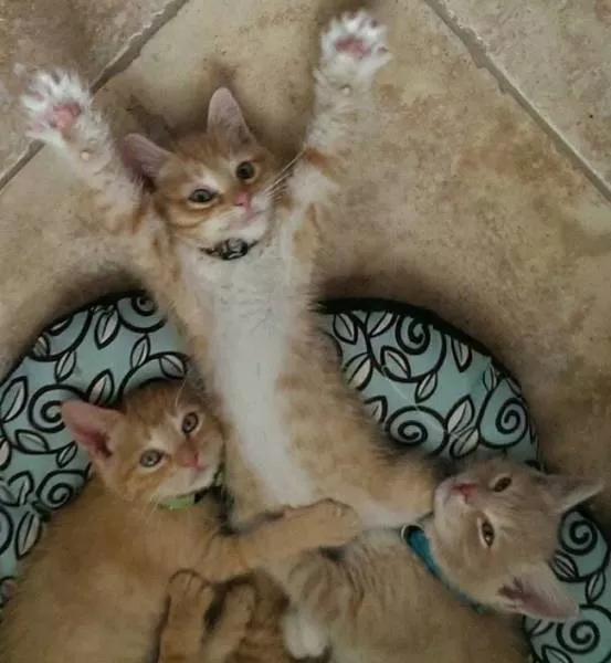 You can not resist these cute cats