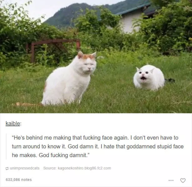 Hilarious cat posts - #11 