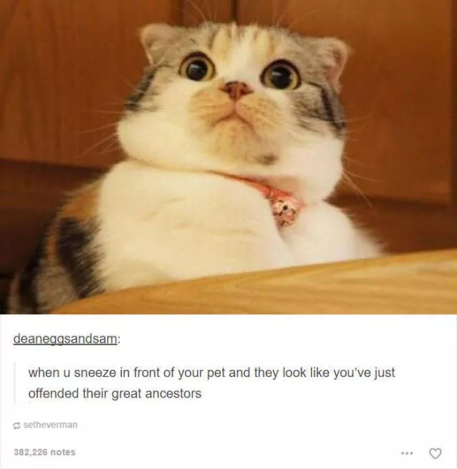 Hilarious cat posts - #12 