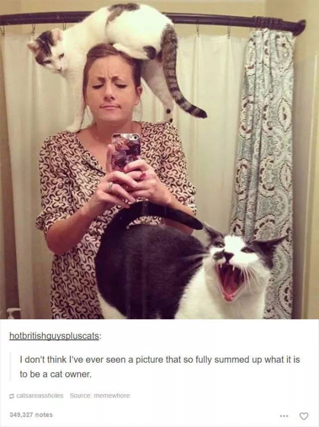 Hilarious cat posts - #13 