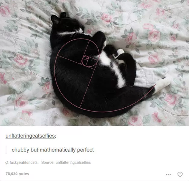 Hilarious cat posts - #15 
