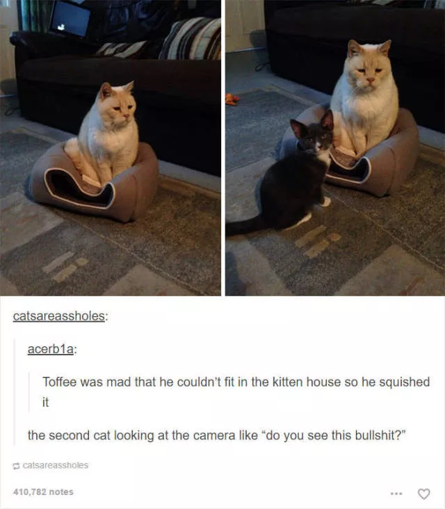Hilarious cat posts - #16 