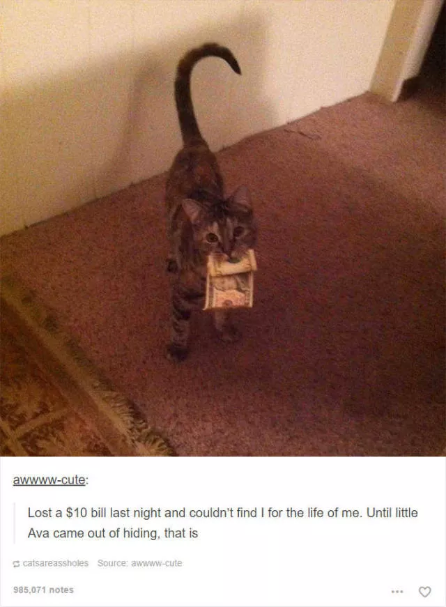 Hilarious cat posts - #17 