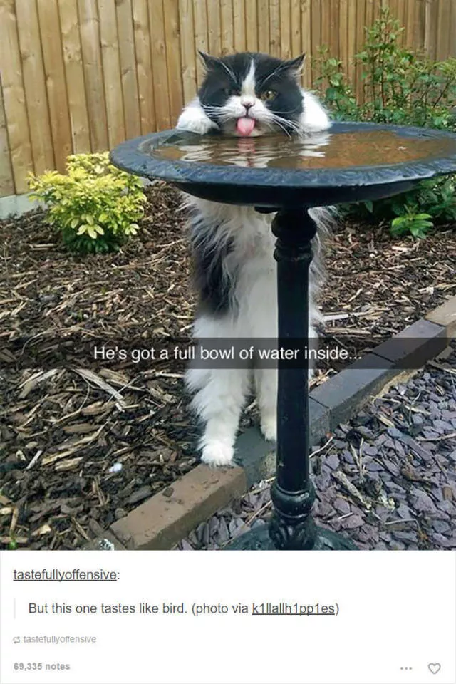 Hilarious cat posts - #2 