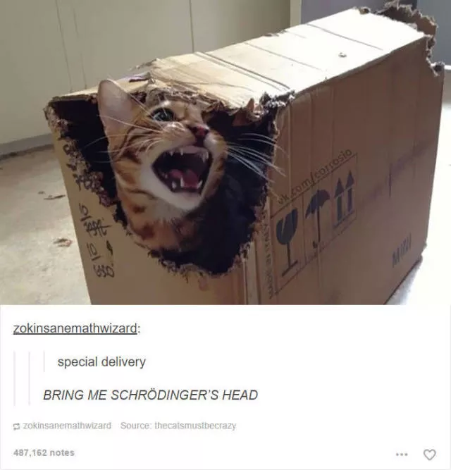 Hilarious cat posts - #20 