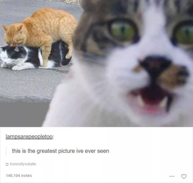 Hilarious cat posts - #21 