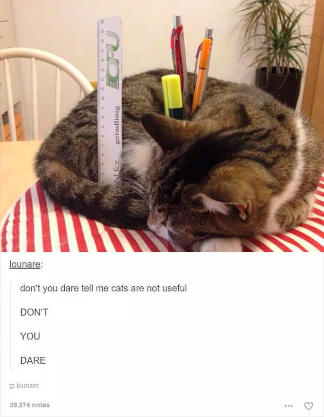 Hilarious cat posts