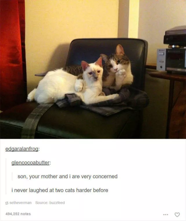Hilarious cat posts - #24 