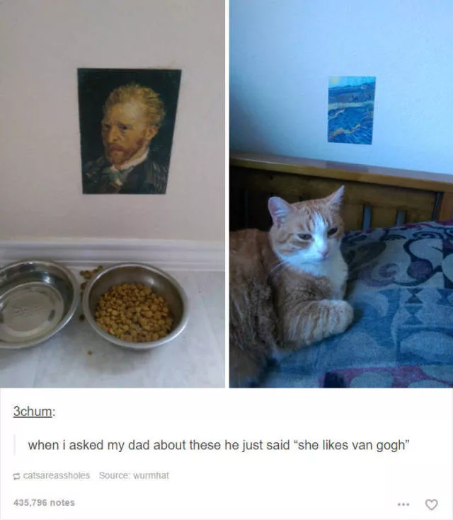 Hilarious cat posts - #26 
