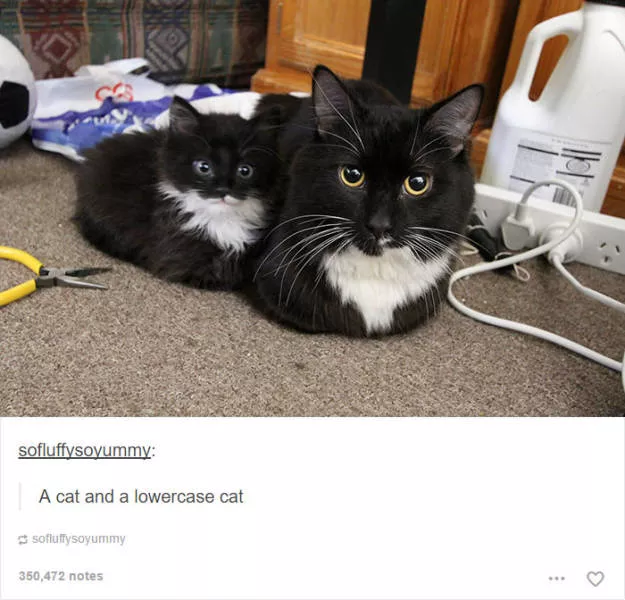 Hilarious cat posts - #29 