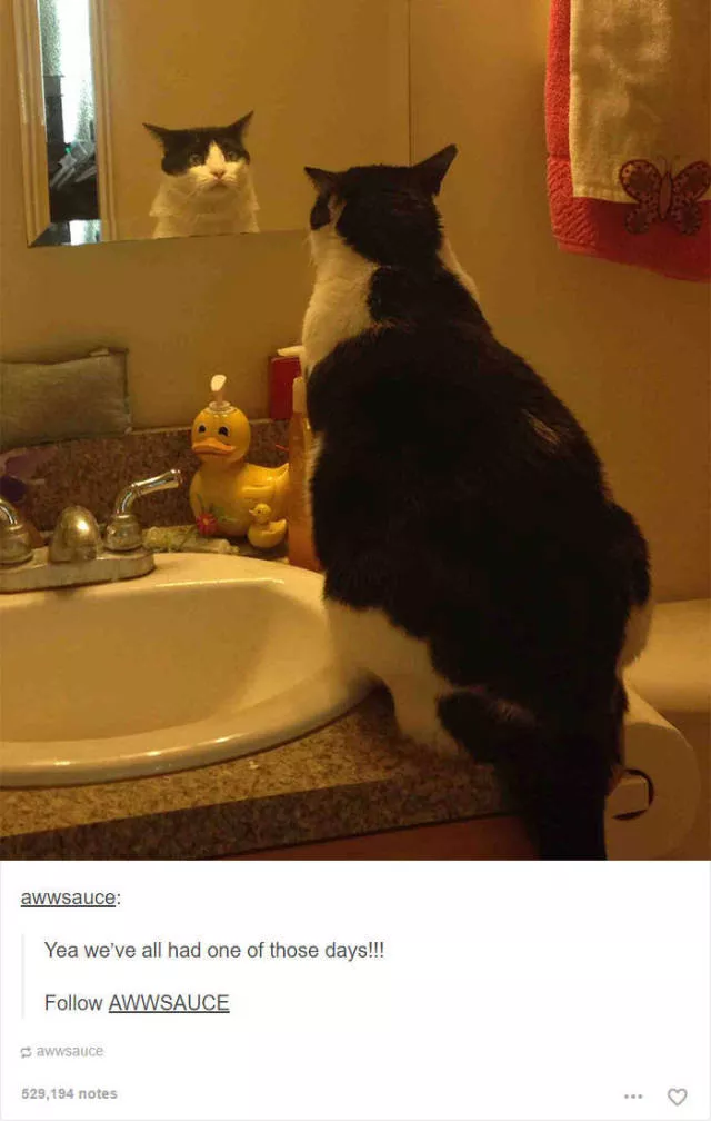 Hilarious cat posts - #3 