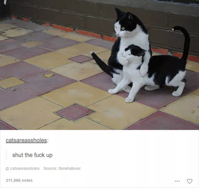 Hilarious cat posts - #31 