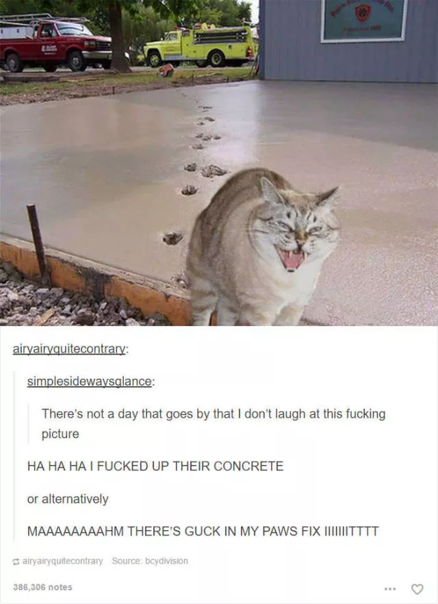 Hilarious cat posts - #33 