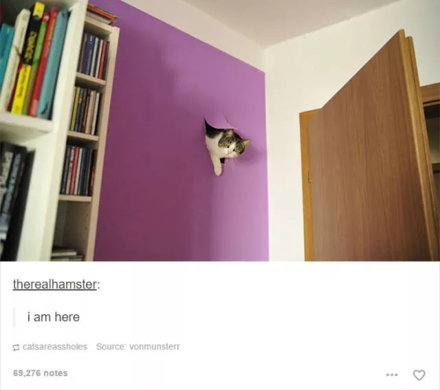 Hilarious cat posts - #34 