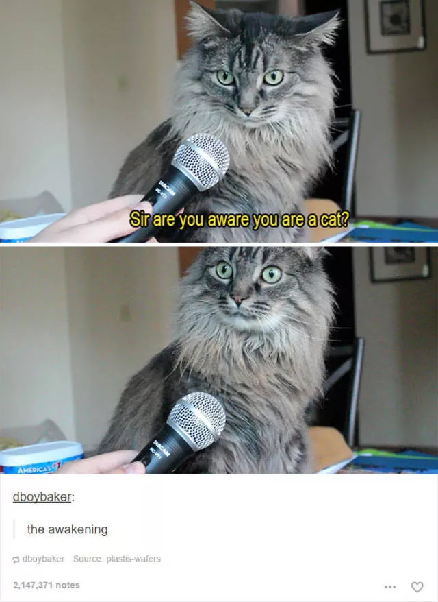 Hilarious cat posts - #38 