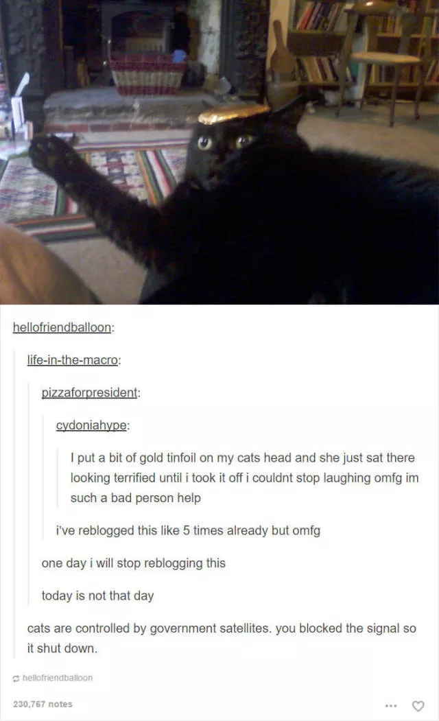 Hilarious cat posts - #39 