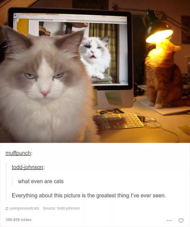 Hilarious cat posts - #41 