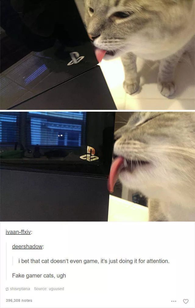 Hilarious cat posts - #43 