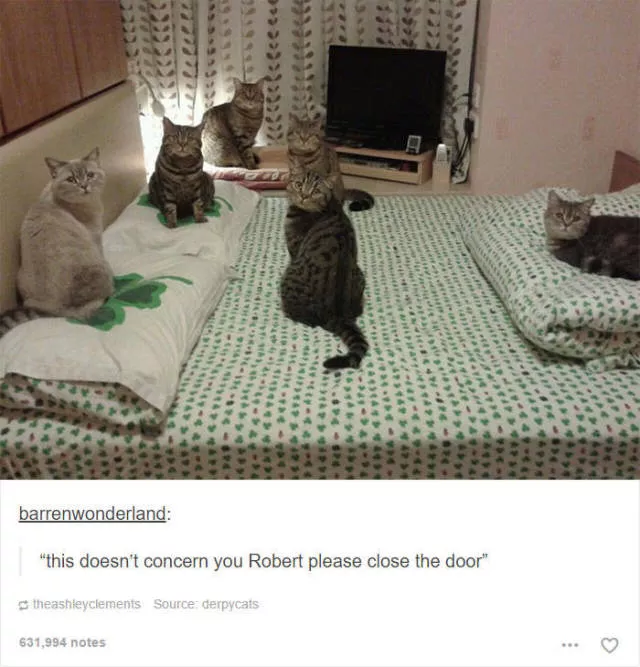 Hilarious cat posts - #44 