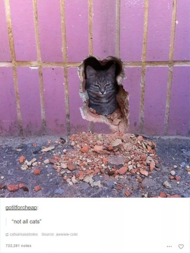 Hilarious cat posts - #5 