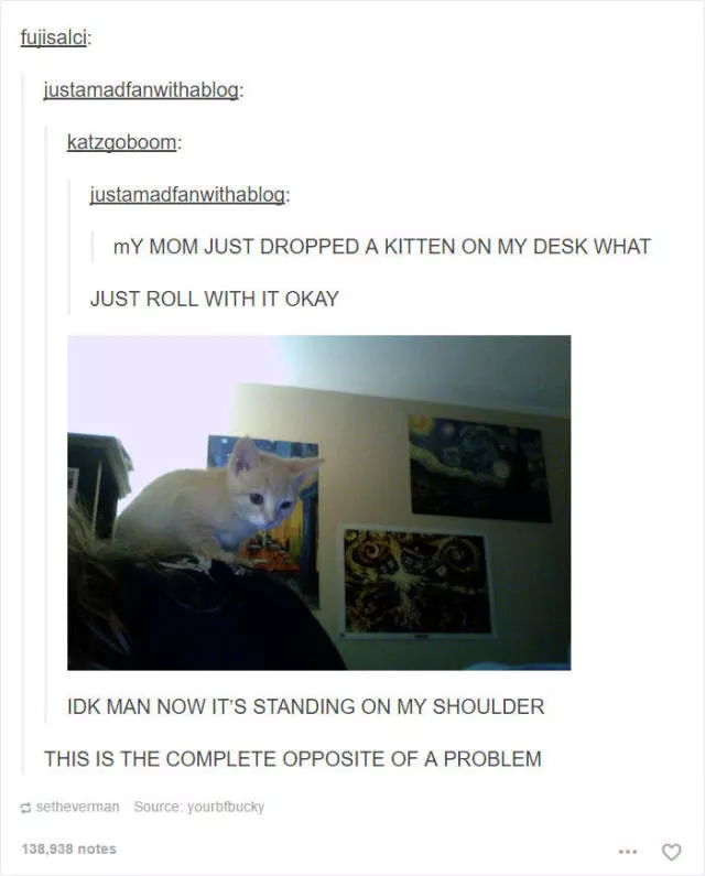 Hilarious cat posts