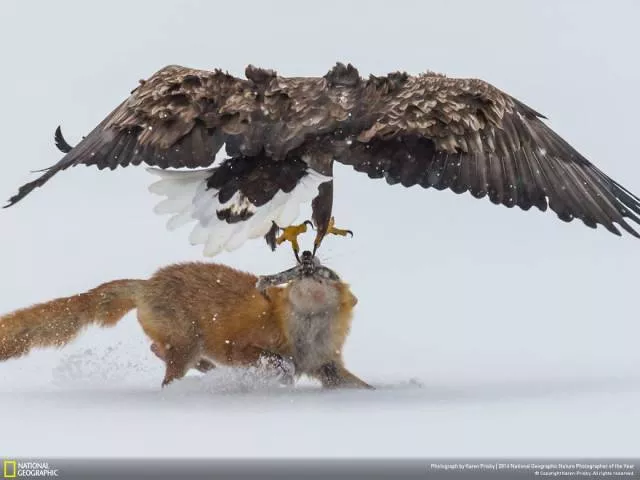 The best works from national geographic nature photographer - #22 