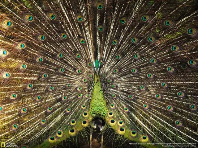 The best works from national geographic nature photographer