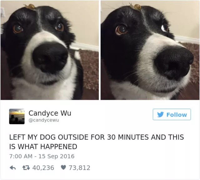 Les tweets les plus drles concernant les chiens