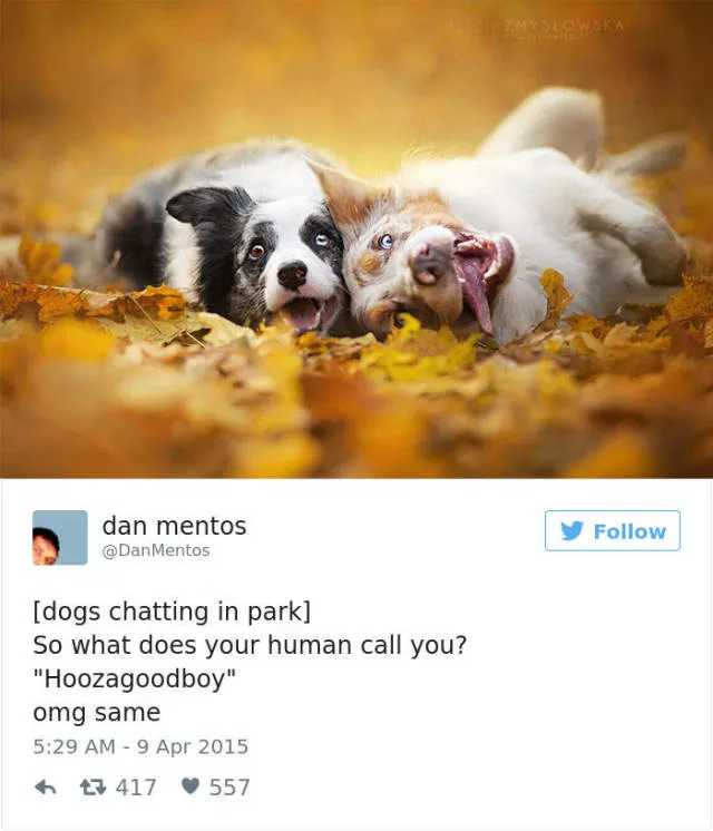 Les tweets les plus drles concernant les chiens - #12 