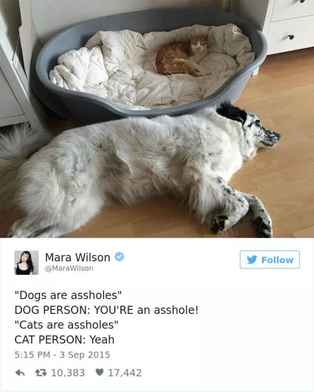 Funniest tweets about dogs - #14 
