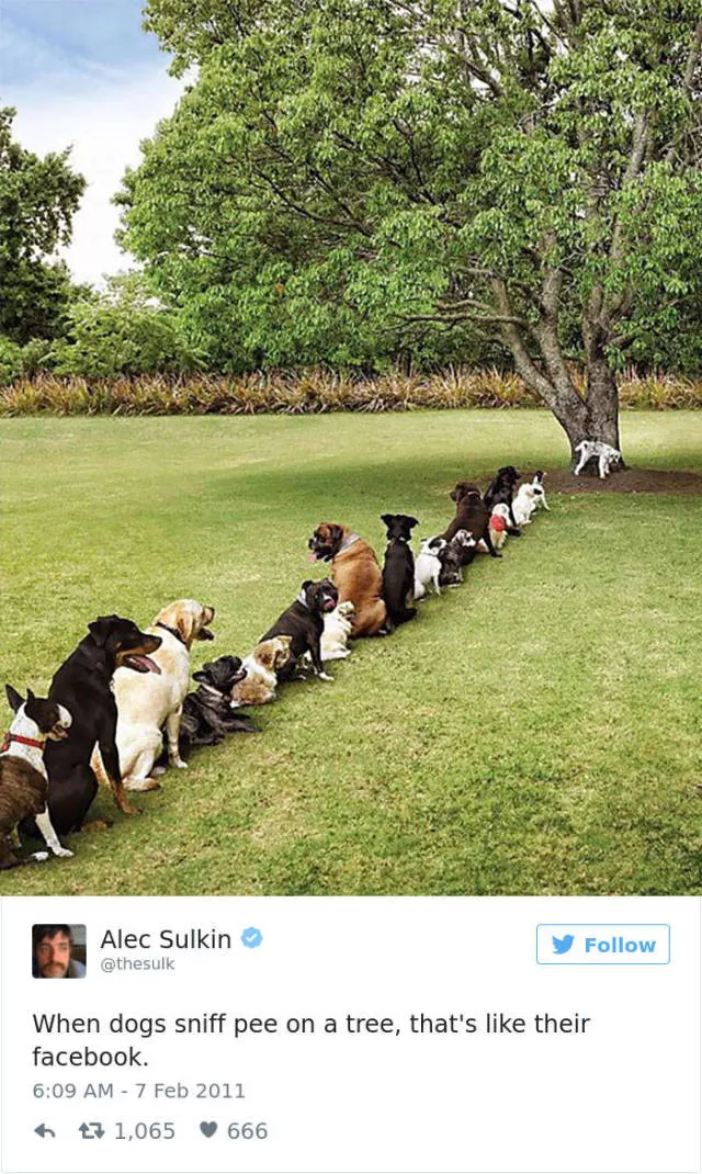 Funniest tweets about dogs