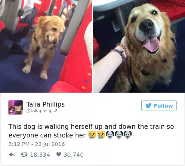 Funniest tweets about dogs - #21 