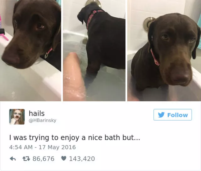 Funniest tweets about dogs - #23 