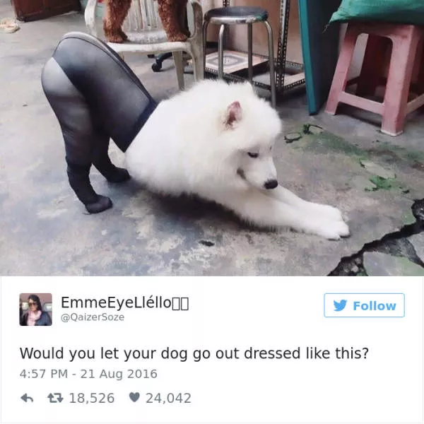 Funniest tweets about dogs - #24 
