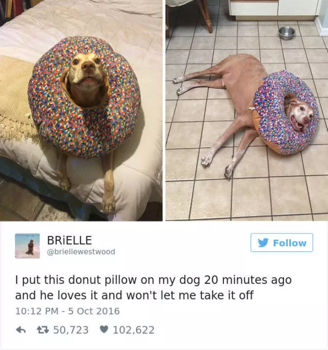 Funniest tweets about dogs - #27 