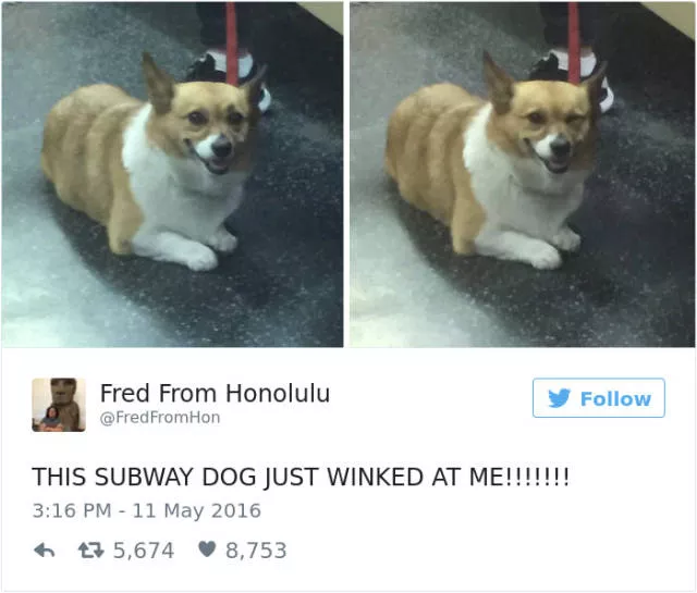 Funniest tweets about dogs - #28 
