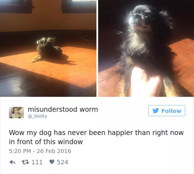 Funniest tweets about dogs - #29 