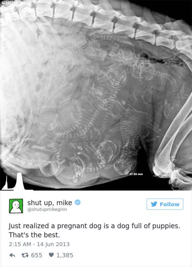 Les tweets les plus drles concernant les chiens - #30 