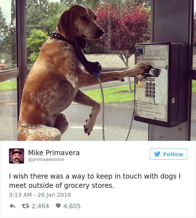 Funniest tweets about dogs - #33 