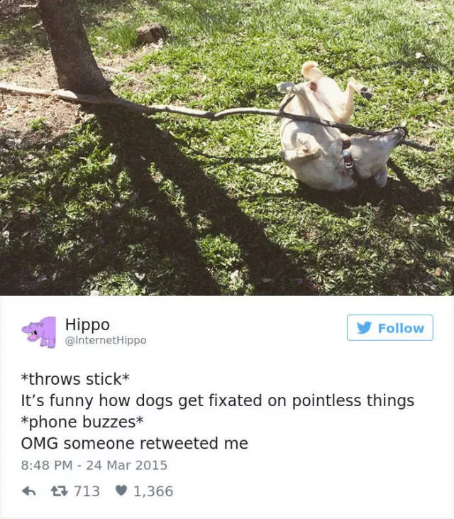 Funniest tweets about dogs - #38 