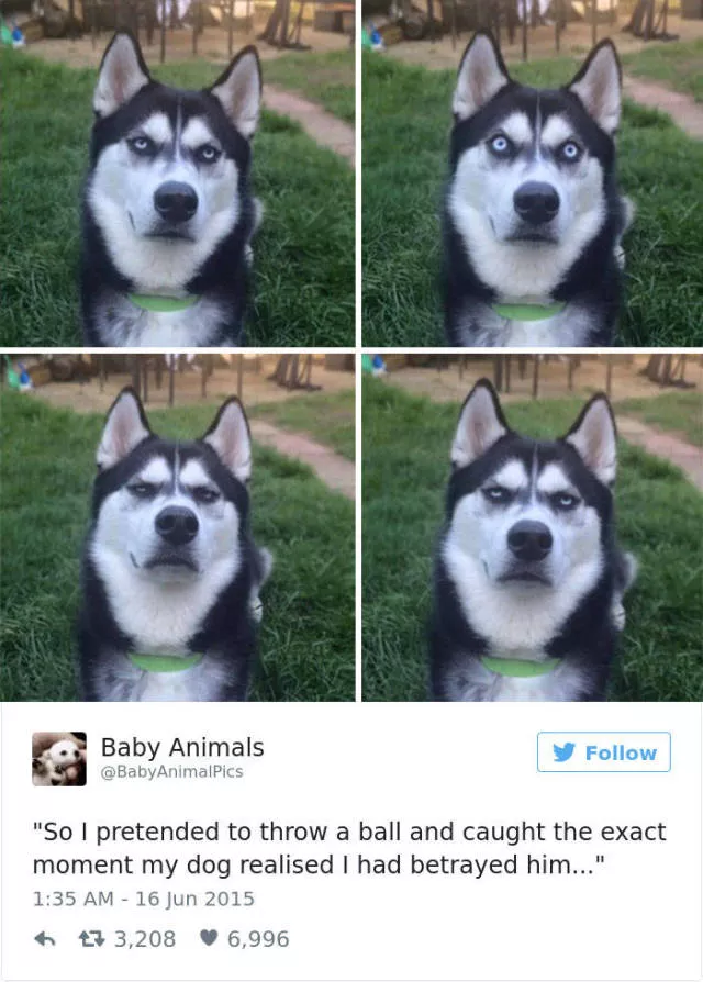 Funniest tweets about dogs - #39 