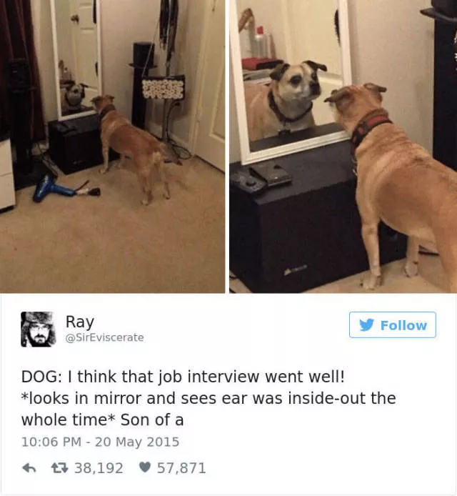 Funniest tweets about dogs - #41 