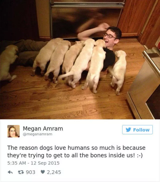 Funniest tweets about dogs - #46 