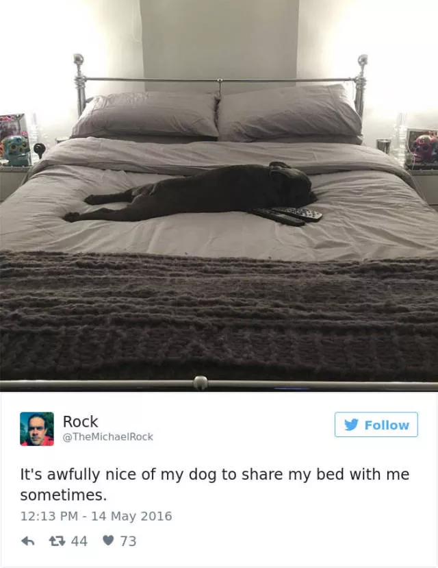 Funniest tweets about dogs - #47 