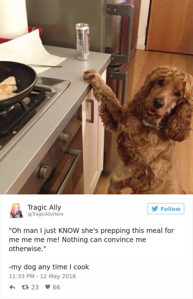 Funniest tweets about dogs - #48 