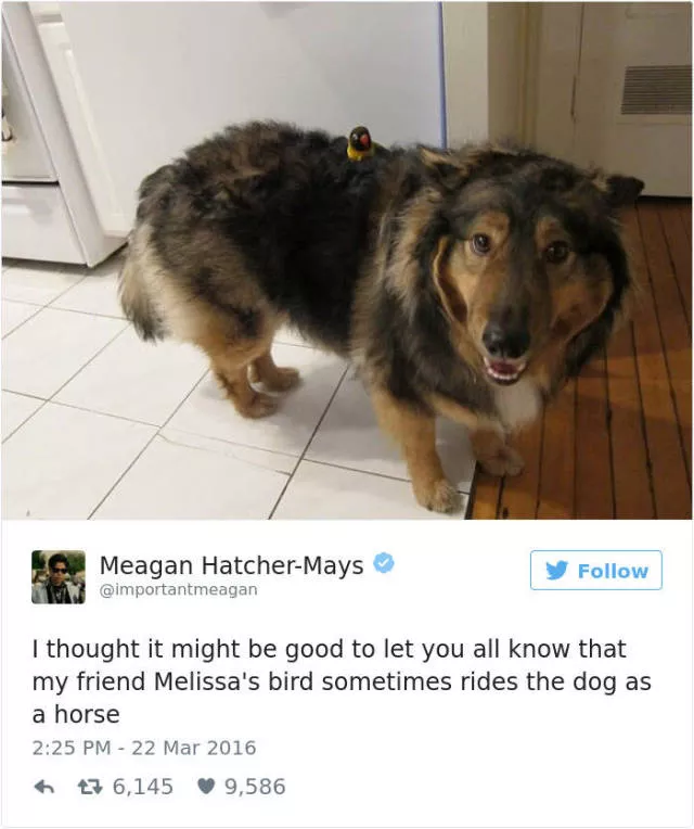 Funniest tweets about dogs - #49 