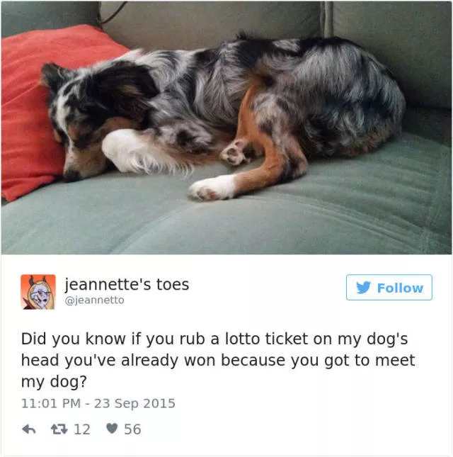 Les tweets les plus drles concernant les chiens - #5 