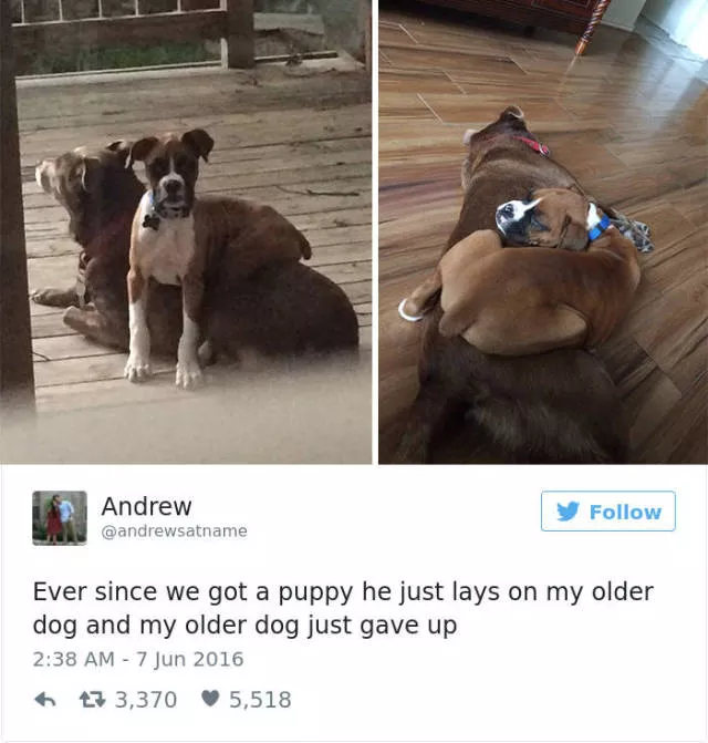Funniest tweets about dogs - #52 