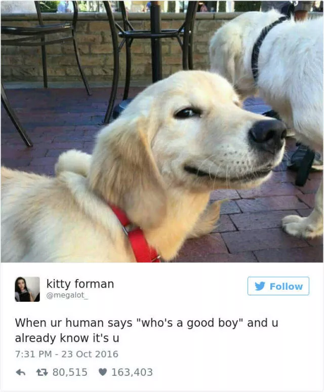 Funniest tweets about dogs - #8 