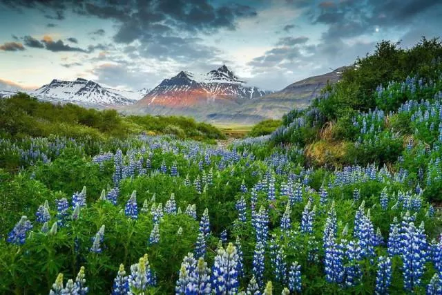 Nature in iceland